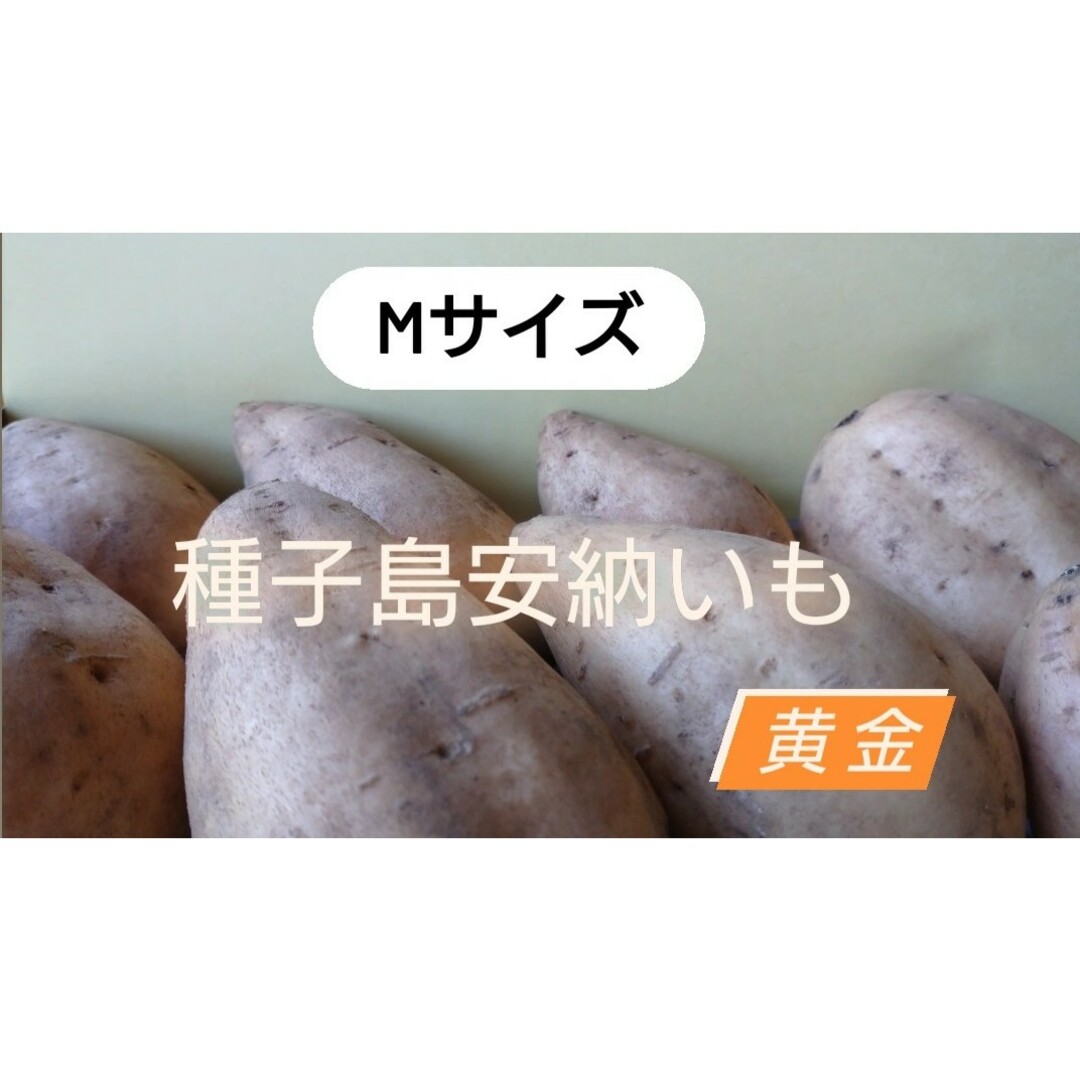 種子島安納いも黄金M１０キロ 食品/飲料/酒の食品(野菜)の商品写真