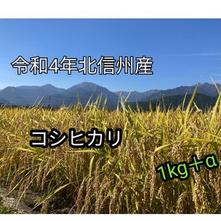 令和4年長野産コシヒカリ1kg　＋おまけ120g(米/穀物)