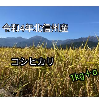 令和4年長野産コシヒカリ1kg　＋おまけ120g(米/穀物)