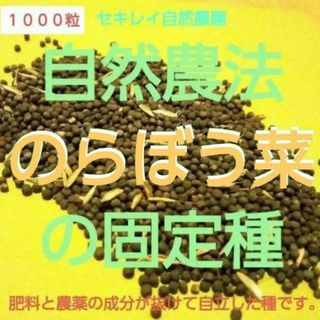 自然農法　のらぼう菜の固定種　１０００粒以上(野菜)