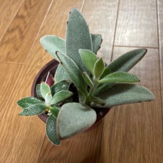 多肉植物 うさぎの耳 兎の耳 月兎耳(プランター)