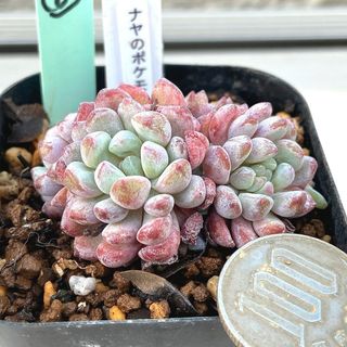 レア‼️韓国苗‼️多肉植物 エケベリア ナヤのポケモン カット苗８(その他)