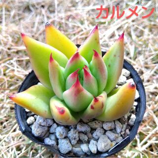 多肉植物エケベリア　カルメン　発根済み(その他)