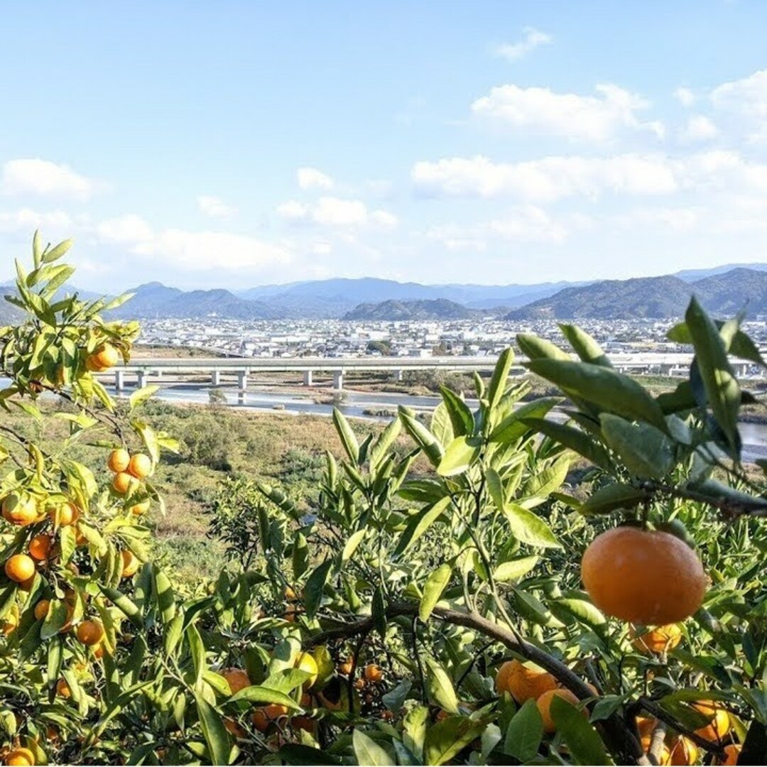 農家直送！訳あり完熟有田みかん1.8kg　和歌山　有田　田口　こだわり 食品/飲料/酒の食品(フルーツ)の商品写真