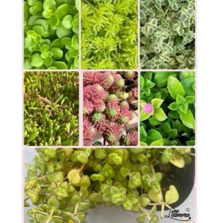 多肉植物カット苗セット12種類  寄せ植え用(その他)