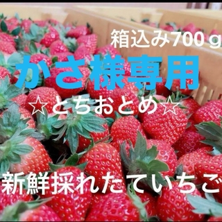 かさ様専用 イチゴ【とちおとめ】箱込み700ｇ以上 (フルーツ)