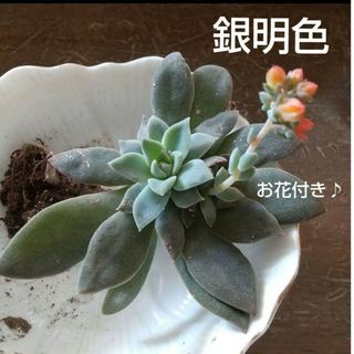 銀明色 多肉植物 お花付き 抜き苗発送(その他)