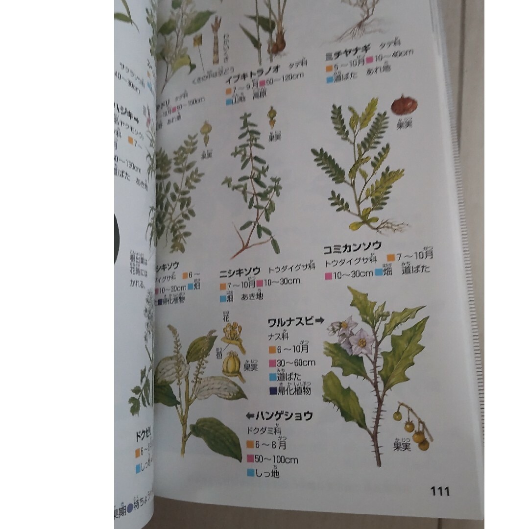 植物 エンタメ/ホビーの本(絵本/児童書)の商品写真