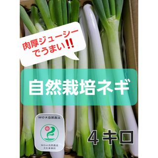 自然栽培ネギ　軟白のみ　４キロ(野菜)