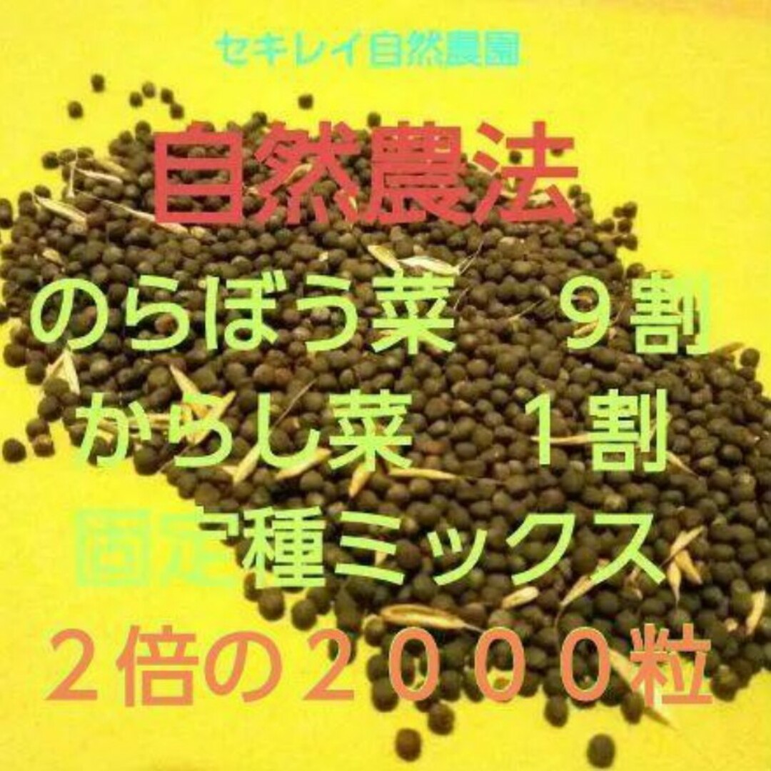 自然農法　のらぼう菜&レッドマスタード（からし菜）の固定種ミックス 食品/飲料/酒の食品(野菜)の商品写真