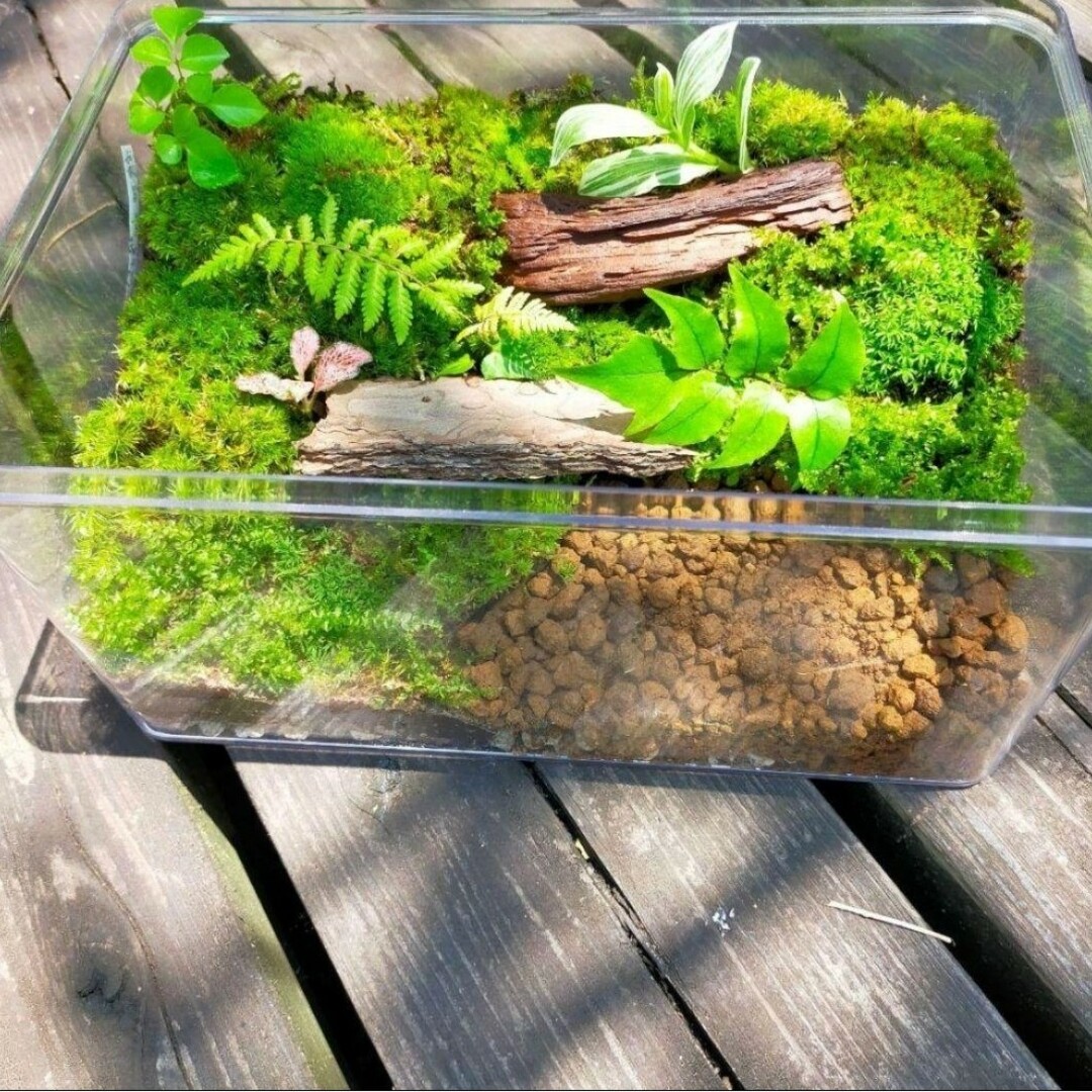 隠れ家付き 苔テラリウム、生体飼育ケージ 数少ない 売買された 隠れ家付き 苔テラリウム、生体飼育ケージ 数少ない 売買された