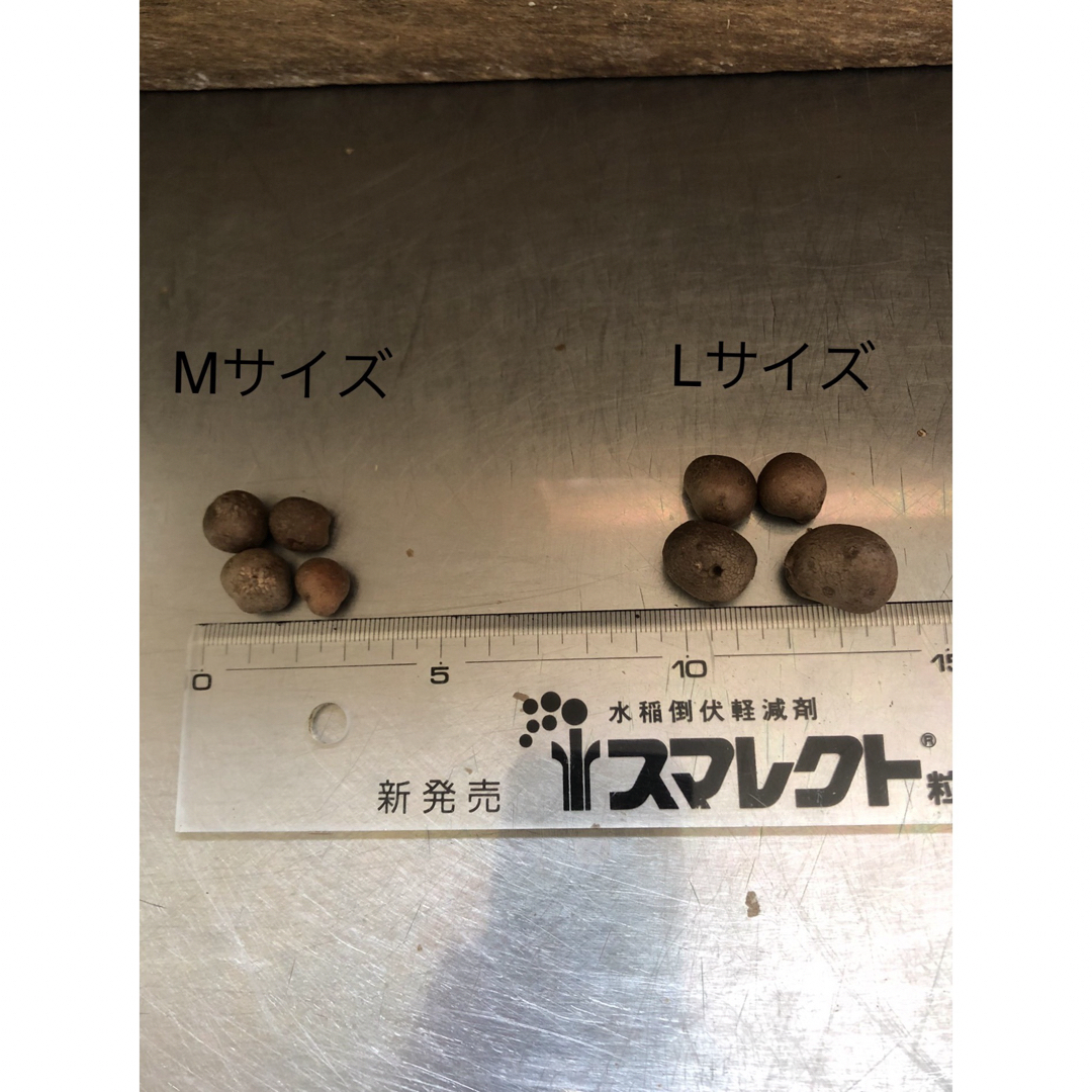 むかご　Mサイズ　1.2kg 岩手県八幡平市産 食品/飲料/酒の食品(野菜)の商品写真