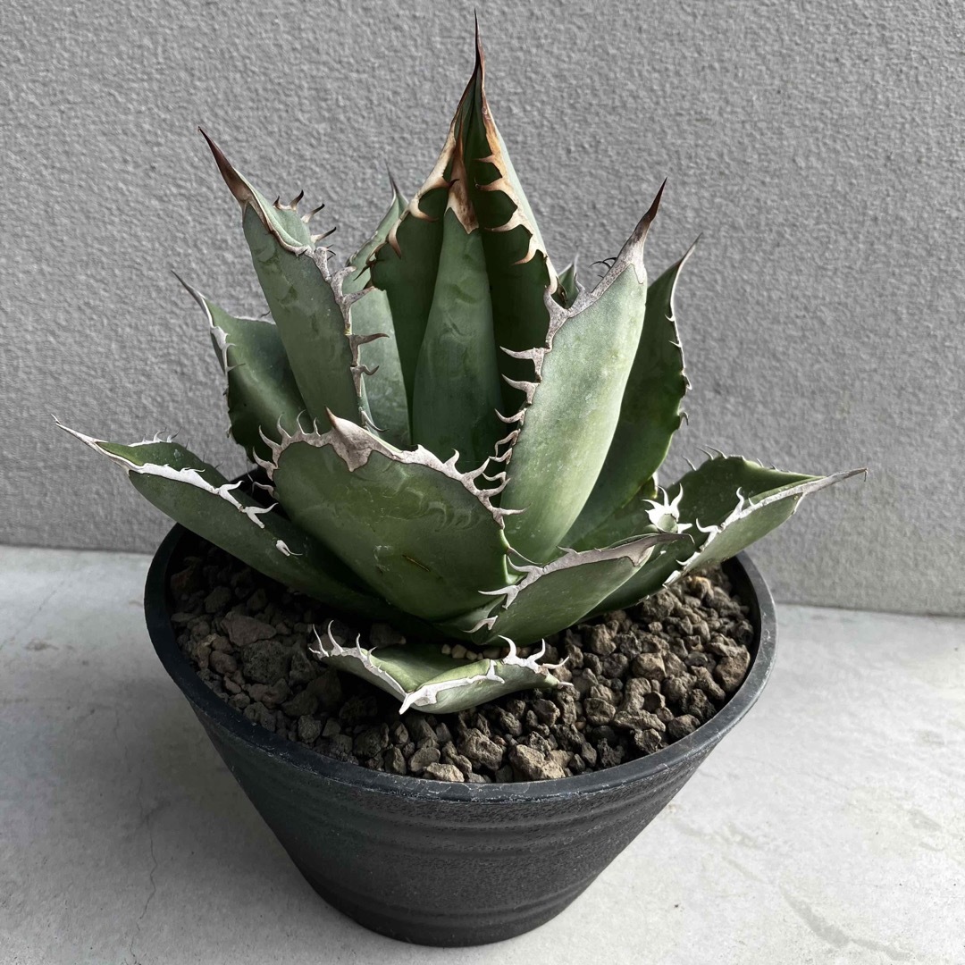 Agave titanota seedselectアカヘ チタノタ 選抜大株滝の白糸