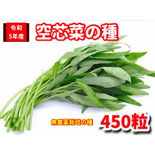 空芯菜種22g【430粒前後】農薬:栽培期間中不使用の種★ベトナムの栽培方法記載(野菜)