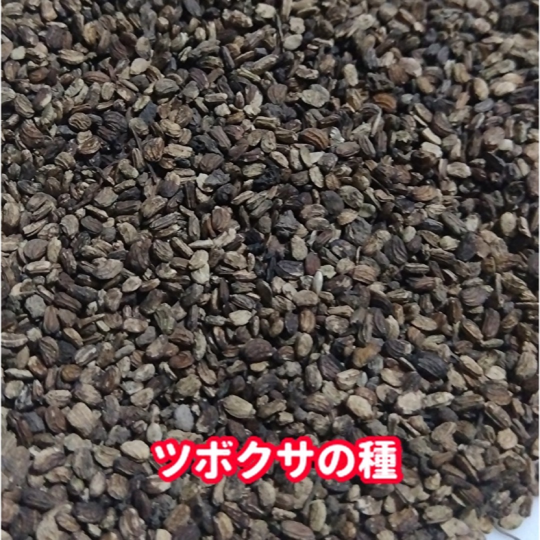 ツボクサの種【600粒前後】栽培期間中農薬不使用の種★増量サービス中 食品/飲料/酒の食品(野菜)の商品写真