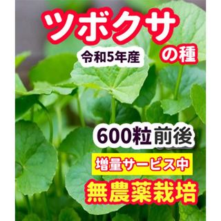 ツボクサの種【600粒前後】栽培期間中農薬不使用の種★増量サービス中(野菜)