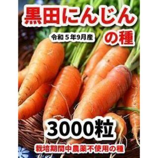 黒田にんじん種【3000粒】★栽培期間中農薬不使用の種・令和5年9月産(野菜)