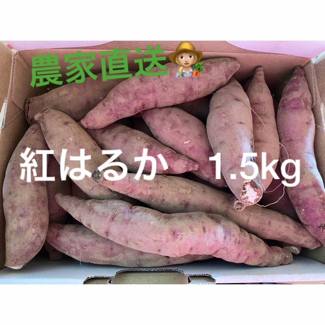 紅はるか　さつまいも　1.5kg 小さいサイズ 食品/飲料/酒の食品(野菜)の商品写真