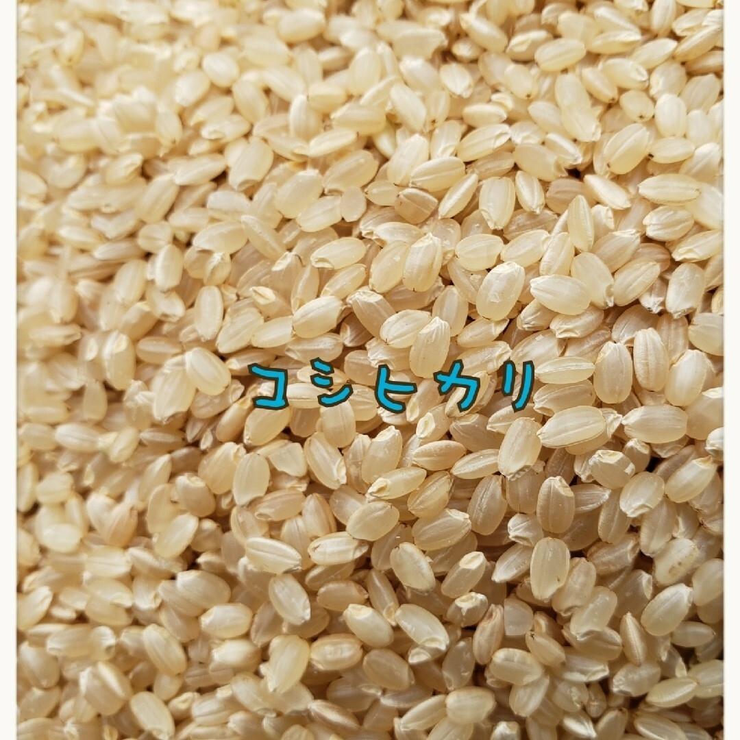 加藤様専用商品です。新米　白米コシヒカリ5kg×3袋(１割減) 食品/飲料/酒の食品(米/穀物)の商品写真