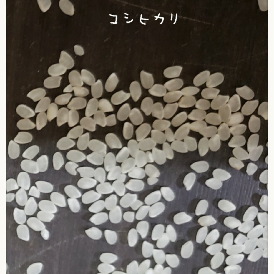 加藤様専用商品です。新米　白米コシヒカリ5kg×3袋(１割減) 食品/飲料/酒の食品(米/穀物)の商品写真