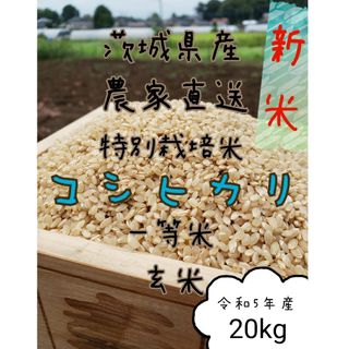 新米　玄米コシヒカリ 　20キロ　令和5年　お米　白米　精米　 茨城県産(米/穀物)