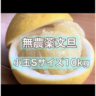 【自然栽培】高知県産　文旦Sサイズ　10kg(フルーツ)