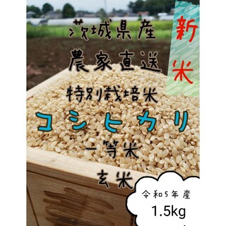 新米　玄米コシヒカリ 　1.5kg　一升　令和5年　お米　白米　精米　 茨城県産(米/穀物)