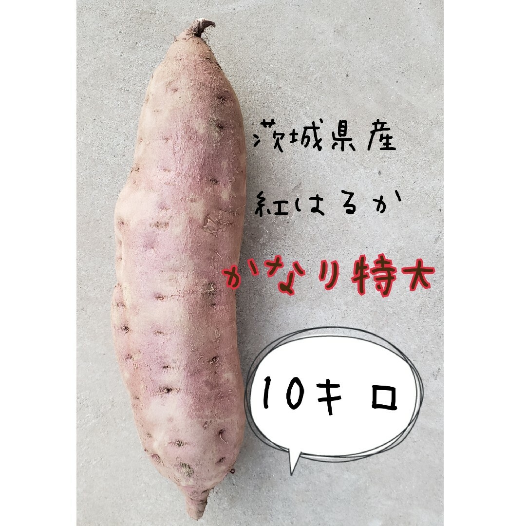 かなり特大　10キロ　土付　紅はるか　茨城県産　さつまいも　さつま芋 食品/飲料/酒の食品(野菜)の商品写真