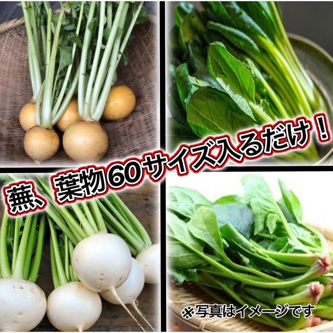 葉物、カブ野菜詰め合わせ約60サイズ入るだけ入れます送料無料　期間限定値下げ！ 食品/飲料/酒の食品(野菜)の商品写真