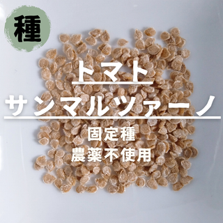 【種】トマト　サンマルツァーノ　無農薬　15粒(野菜)