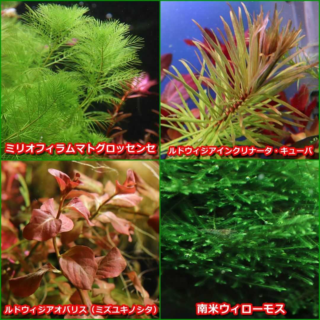 水草セット12種 「水中葉10種+水上葉2種」 無農薬 その他のペット用品(アクアリウム)の商品写真