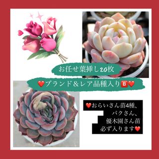 お任せ葉挿しB ④❤ブランド＆レア品種入り❤20枚(その他)