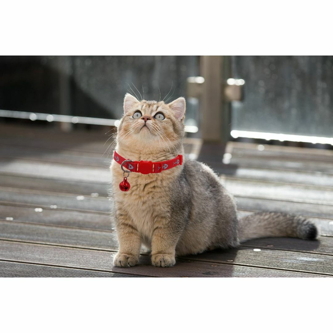 【色: 赤+赤】WDPAWS 猫首輪 鈴付き 猫の首輪 反射 猫 首輪 セーフテ その他のペット用品(猫)の商品写真