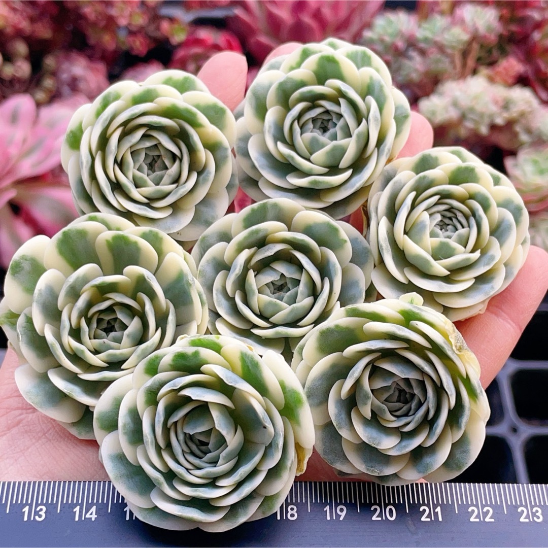 オロスタキス富士錦 小 多肉植物の通販 by momo's shop|ラクマ オロスタキス富士錦 小 多肉植物の通販 by momo's shop|ラクマ
