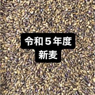 令和５年度産もち麦（ダイシモチ）900g(米/穀物)