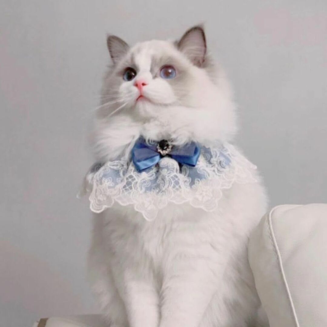 GHOSTCAT 猫首輪 犬首輪 リボン かわいい首輪 猫くびわ 猫 项圈 蕾丝 その他のペット用品(猫)の商品写真