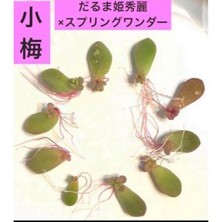 値下げ中　だるま姫秋麗×スプリングワンダー　小梅 葉挿し 10枚　発芽発根済 (その他)