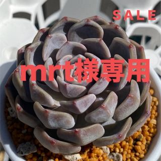 mrt様専用 タイニーバーガー⑥カット苗ＳＡＬＥ(その他)