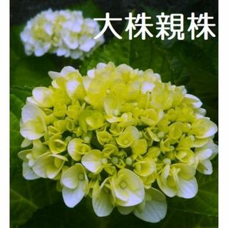 【8号プラポット】紫陽花 大株親株 白花 紫陽花 アジサイ_3(その他)