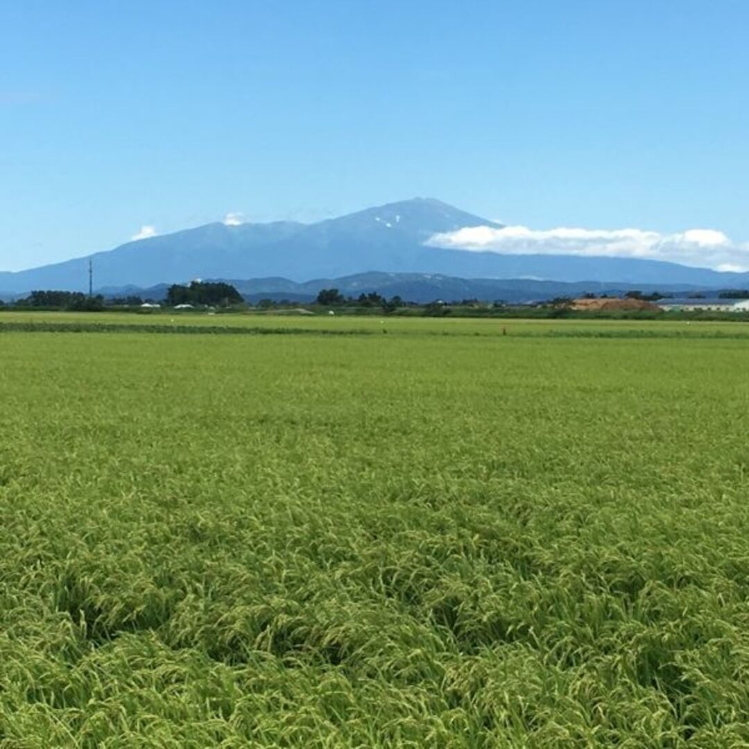 雪若丸登場！食べ応え十分！山形県産特別栽培米雪若丸（白米）５ｋｇ 食品/飲料/酒の食品(米/穀物)の商品写真