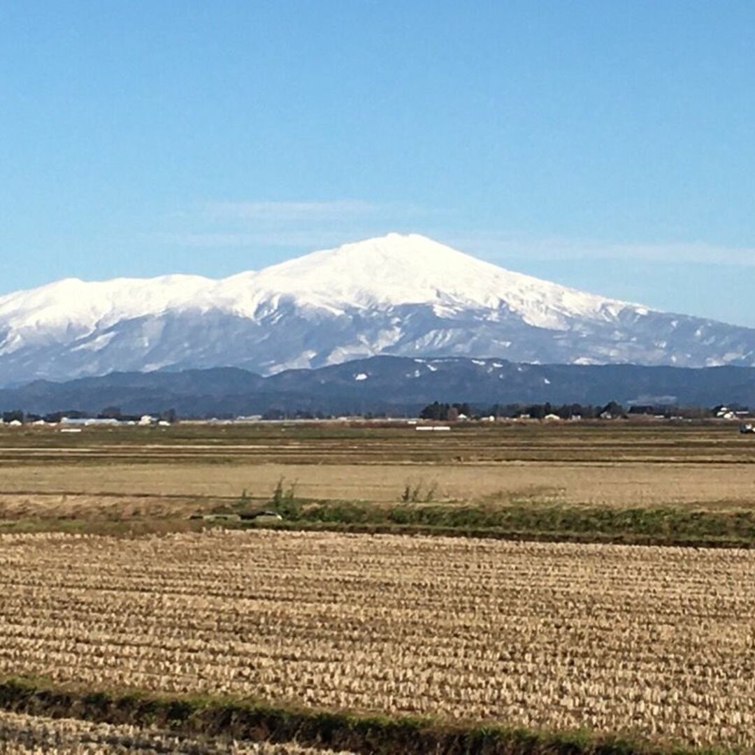 雪若丸登場！食べ応え十分！山形県産特別栽培米雪若丸（白米）５ｋｇ 食品/飲料/酒の食品(米/穀物)の商品写真