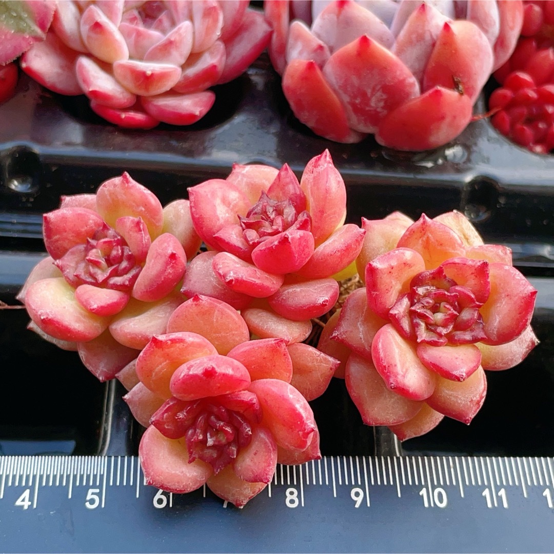 アップルフラワー 3-4頭 多肉植物の通販 by momo's shop|ラクマ アップルフラワー 3-4頭 多肉植物の通販 by momo's shop|ラクマ