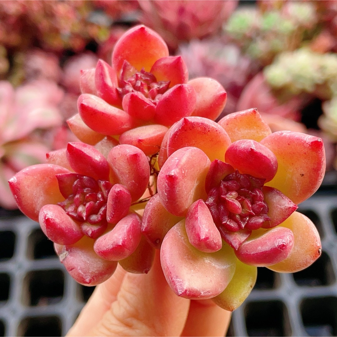アップルフラワー 3-4頭 多肉植物の通販 by momo's shop|ラクマ アップルフラワー 3-4頭 多肉植物の通販 by momo's shop|ラクマ
