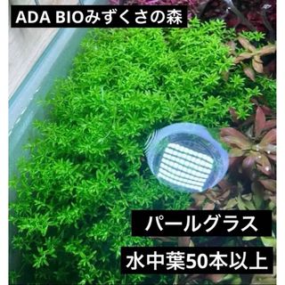 アクアデザインアマノ(Aqua Design Amano)の【水草】パールグラス　水中葉50本以上！ADA BIOみずくさの森(アクアリウム)