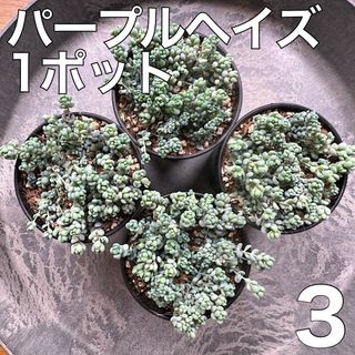 パープルヘイズ 多肉植物 3(その他)