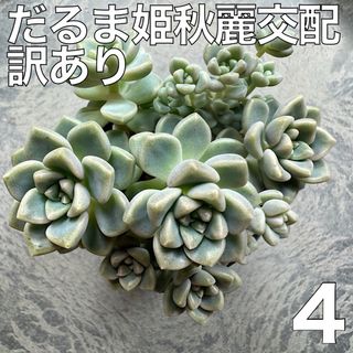 だるま姫秋麗交配 多肉植物 4(その他)