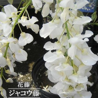 宿根草 多年草 白藤 ジャコウ藤 上品で清楚 芳香 花芽付 安心国産ポット苗！(その他)