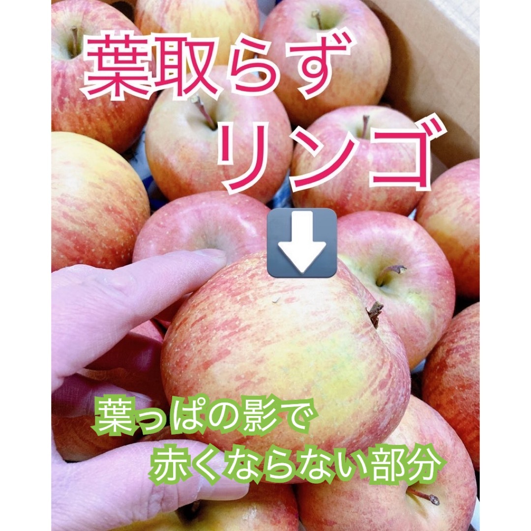 1月15日発送。会津の葉取らず家庭用小ぶりリンゴ 食品/飲料/酒の食品(フルーツ)の商品写真