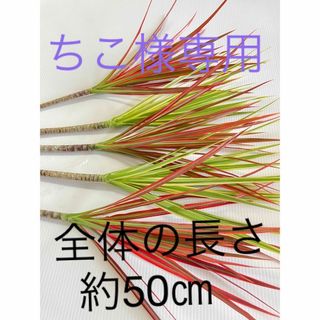 専用‼︎レインボー2本、ホワイボリー1本、紅光3本の6本セット.:*★  (その他)