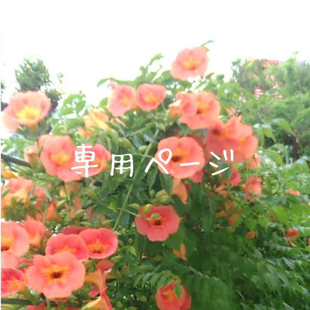 専用ページ☆天然木蓋 ミニボトルおまとめ (和風 /アジアン /小瓶) 天然木蓋 ミニボトル (和風 /アジアン /お洒落 /小瓶)